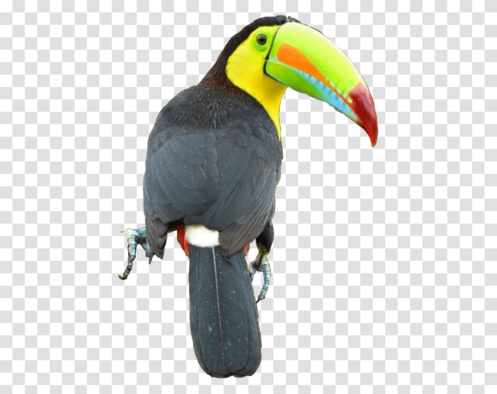 Tucan Toucan, Bird, Animal, Beak Transparent Png