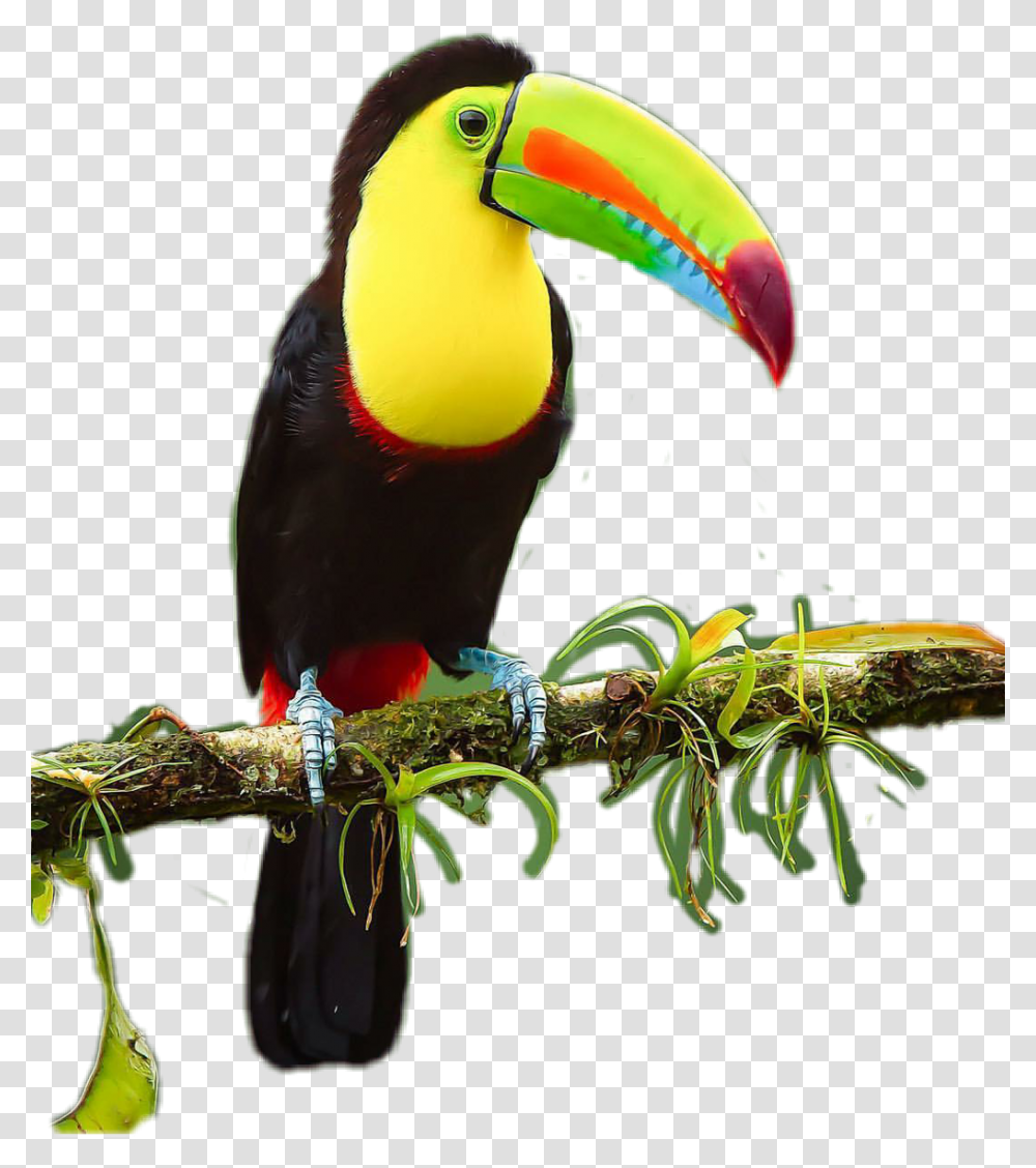 Tucan Toucan, Bird, Animal, Beak Transparent Png