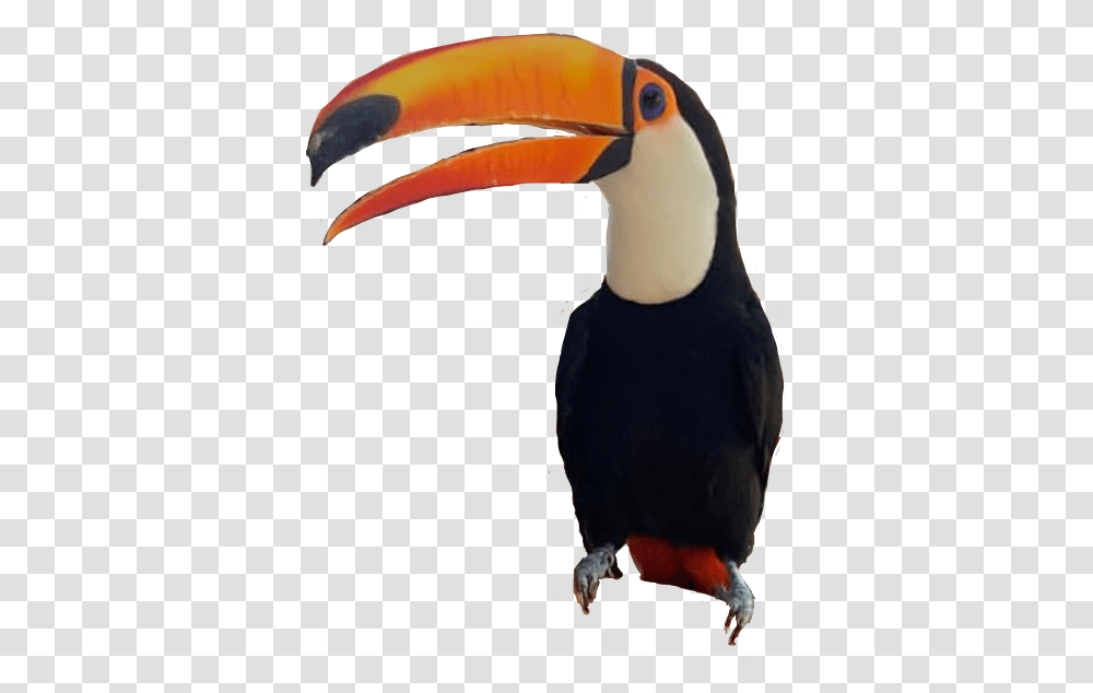 Tucano Freetoedit Toucan, Beak, Bird, Animal, Helmet Transparent Png