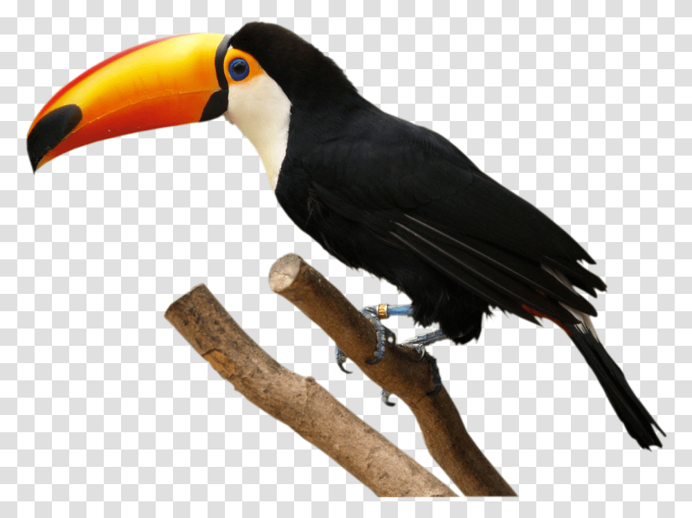 Tucano Freetoedit Toucan, Bird, Animal, Beak Transparent Png