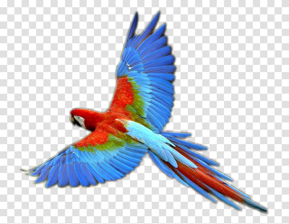 Tucano Parrot, Bird, Animal, Macaw Transparent Png