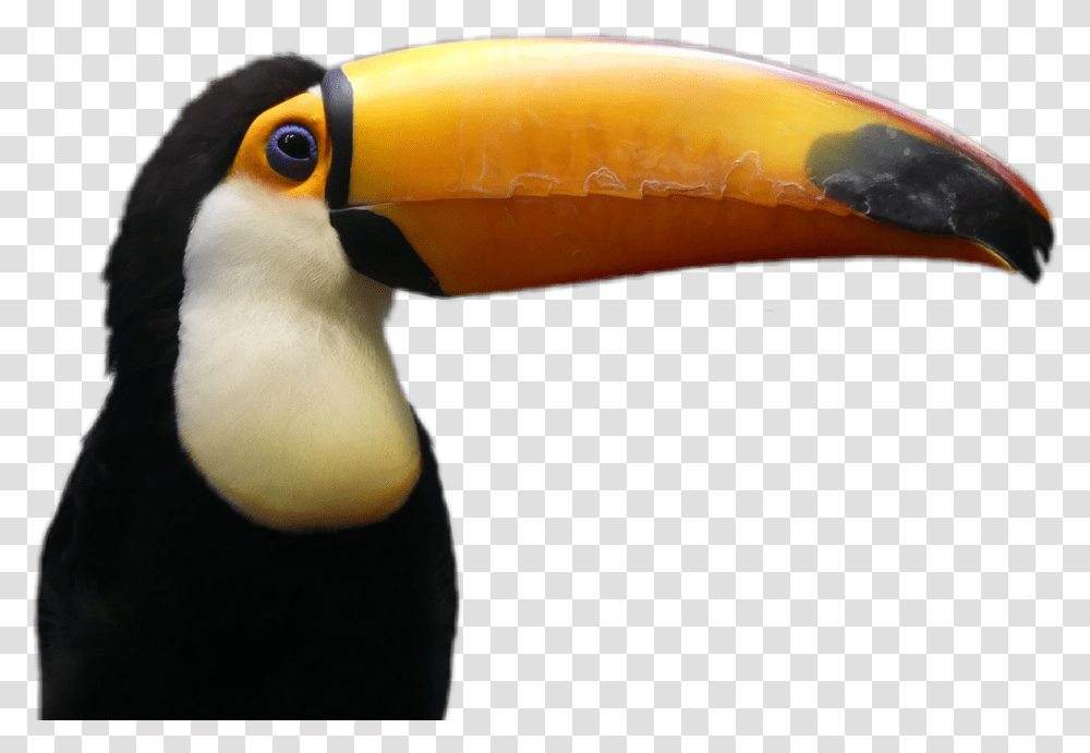 Tucano Sticker Toucan Gif Tucano, Beak, Bird, Animal Transparent Png