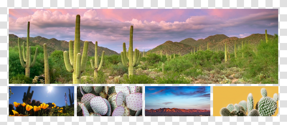 Tucson, Plant, Cactus, Monitor, Screen Transparent Png