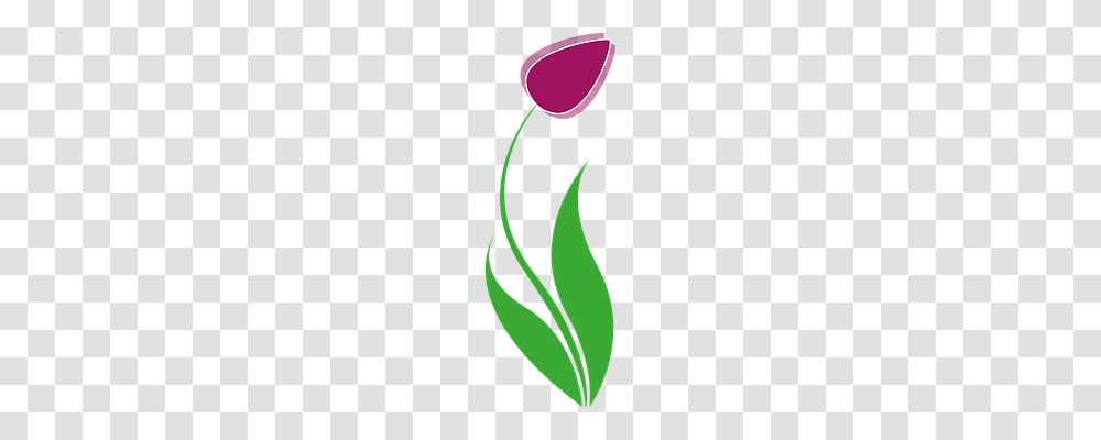 Tulip Nature, Plant, Aloe, Leaf Transparent Png