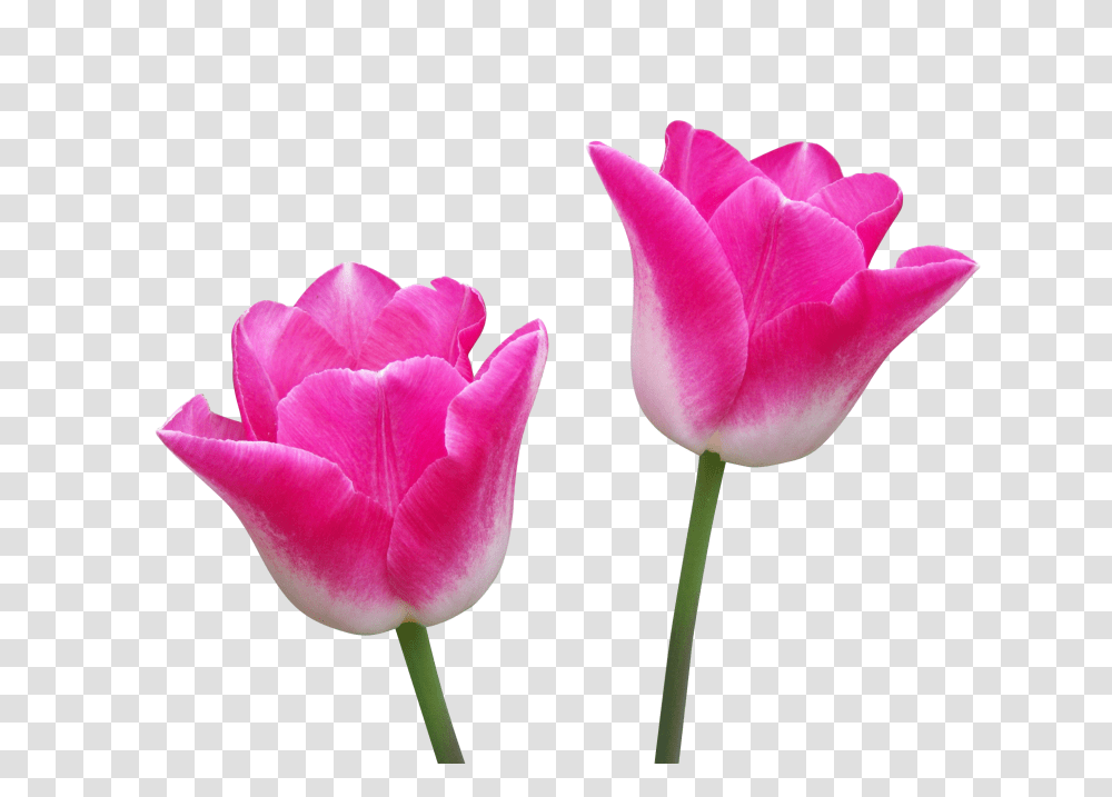 Tulip Clip, Person, Plant, Flower, Blossom Transparent Png