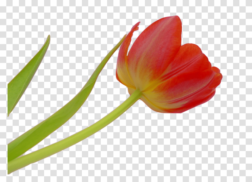 Tulip 960, Flower, Plant, Blossom, Amaryllis Transparent Png
