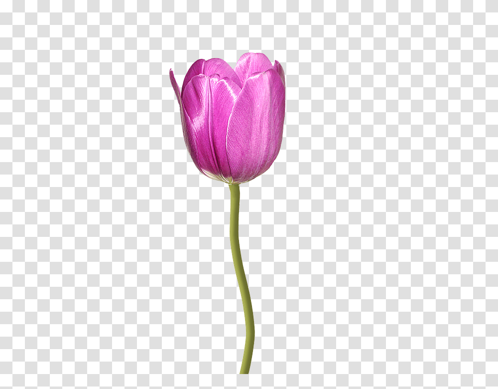 Tulip 960, Flower, Plant, Blossom Transparent Png