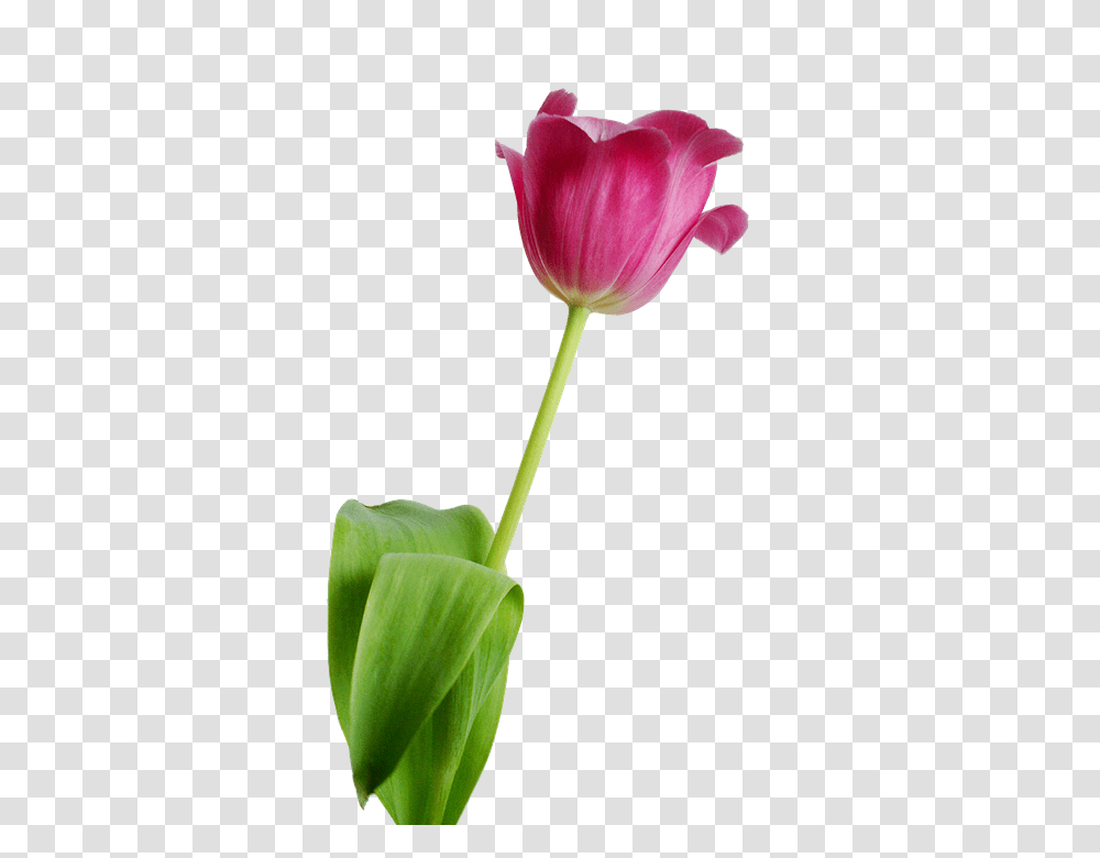 Tulip 960, Flower, Plant, Blossom, Petal Transparent Png