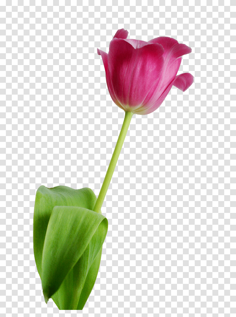 Tulip Nature, Plant, Flower, Blossom Transparent Png