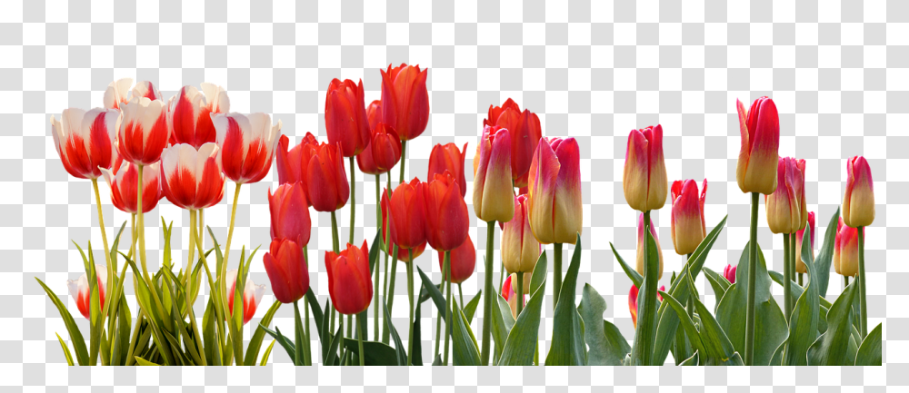 Tulip Nature, Plant, Flower, Blossom Transparent Png