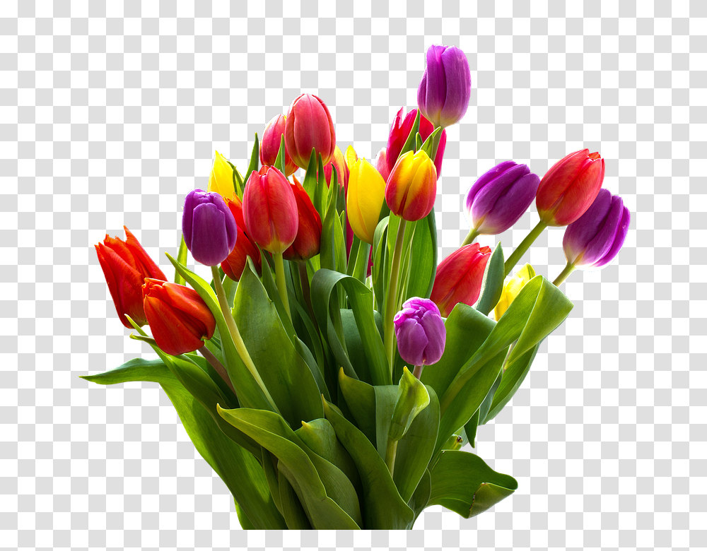 Tulip 960, Flower, Plant, Blossom, Flower Bouquet Transparent Png