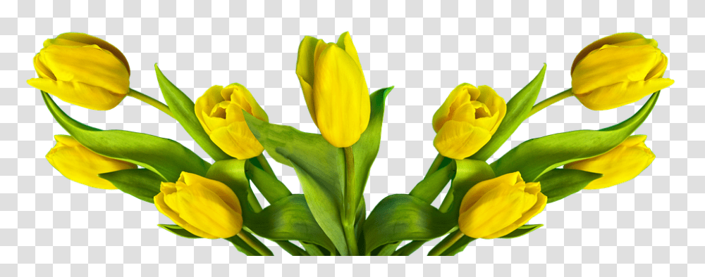 Tulip 960, Flower, Plant, Blossom, Petal Transparent Png