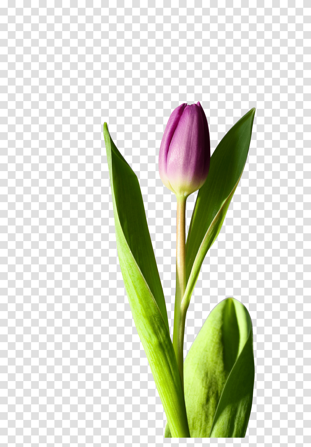 Tulip Clip, Person, Plant, Flower, Blossom Transparent Png