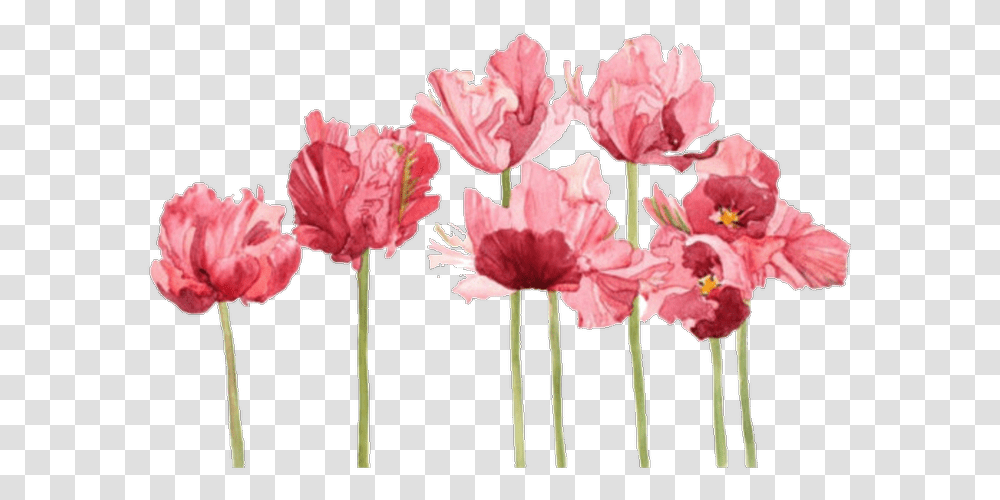 Tulip Aesthetic Pink Flowers, Plant, Blossom, Carnation Transparent Png