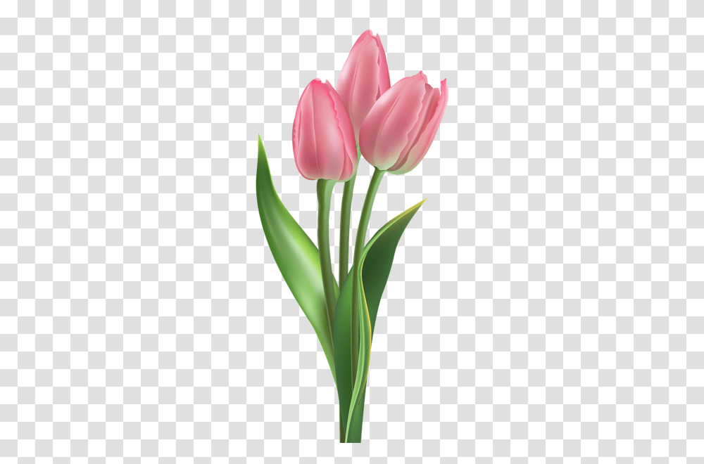 Tulip And Water Lilies, Plant, Flower, Blossom Transparent Png