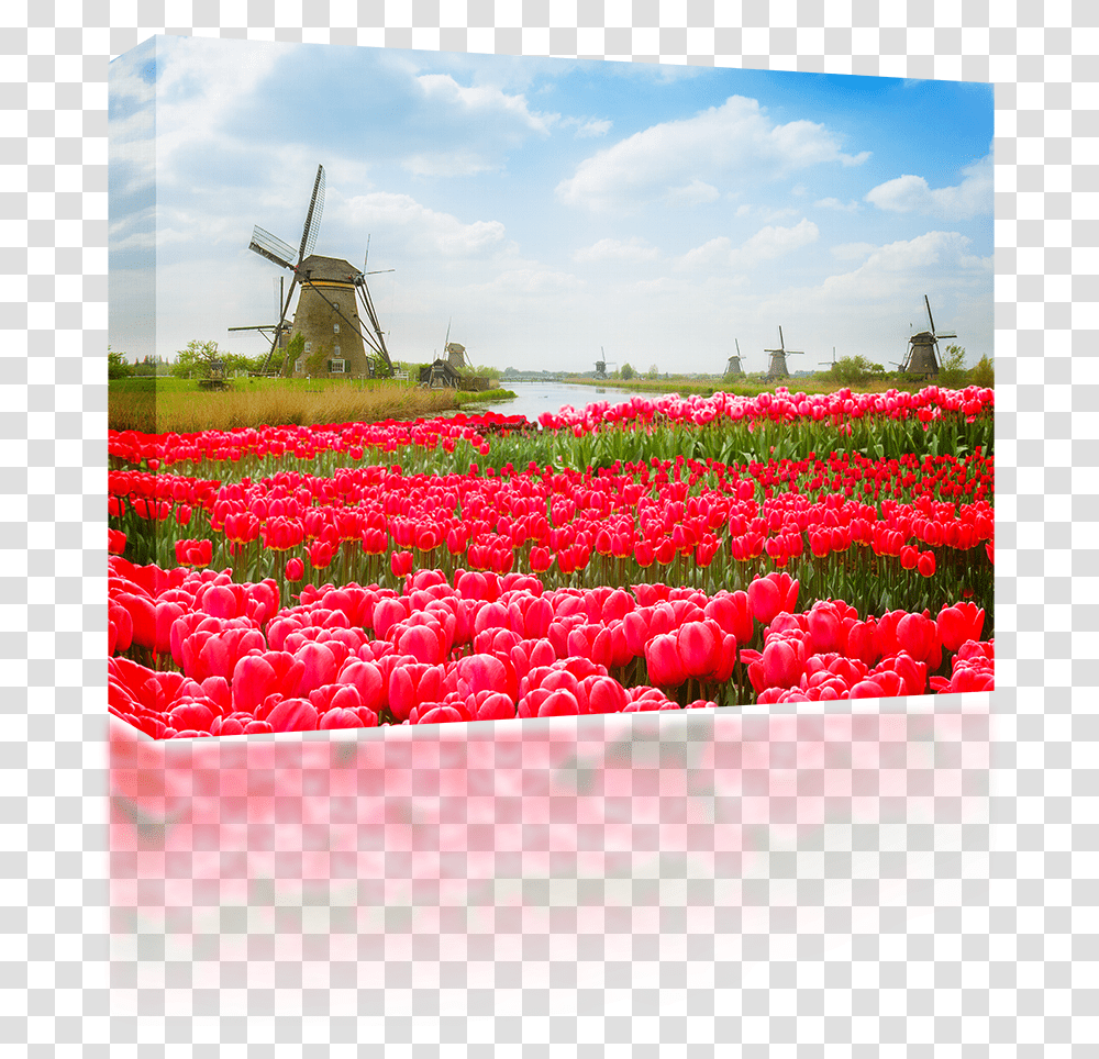 Tulip And Windmill, Plant, Flower, Blossom, Machine Transparent Png