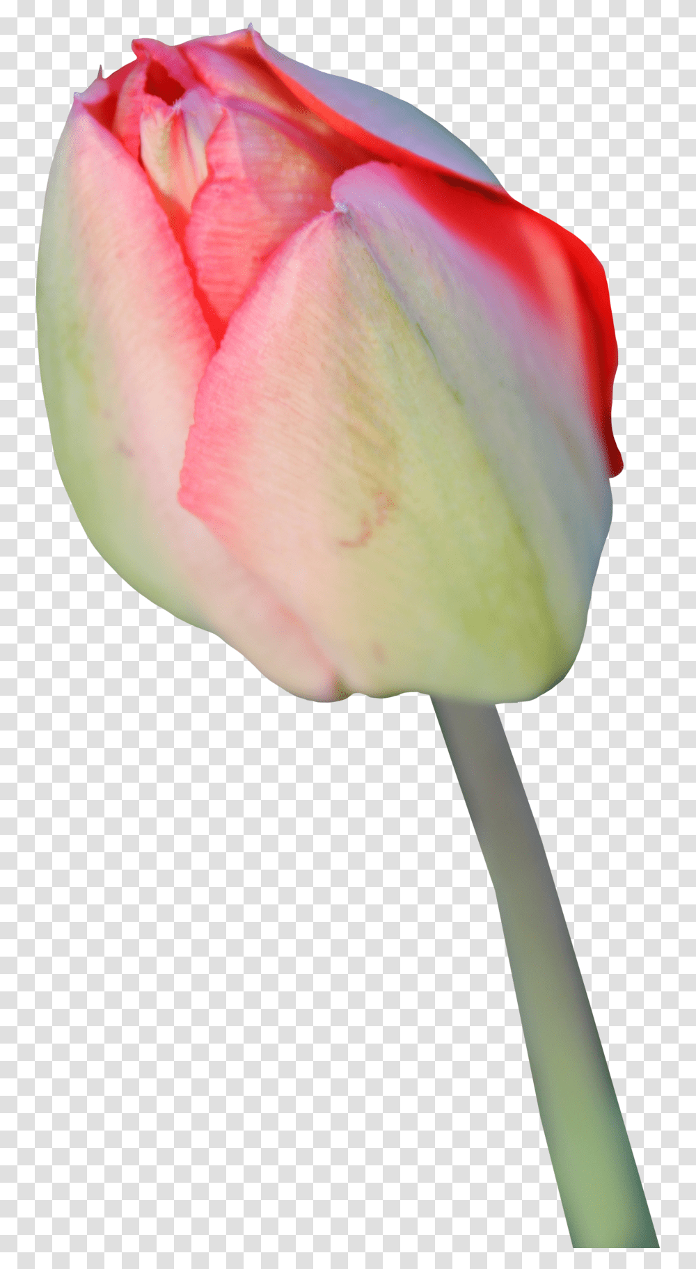 Tulip Background Tulips In Background, Plant, Rose, Flower, Blossom Transparent Png