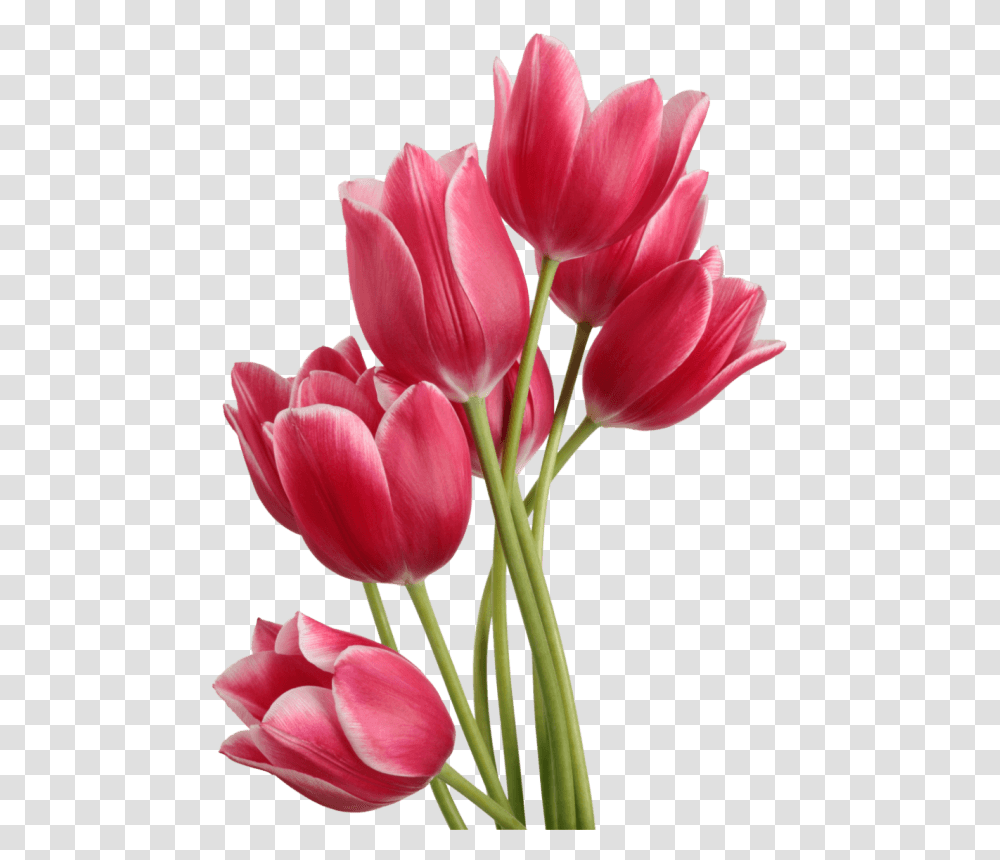 Tulip Bouquet, Plant, Flower, Blossom, Petal Transparent Png