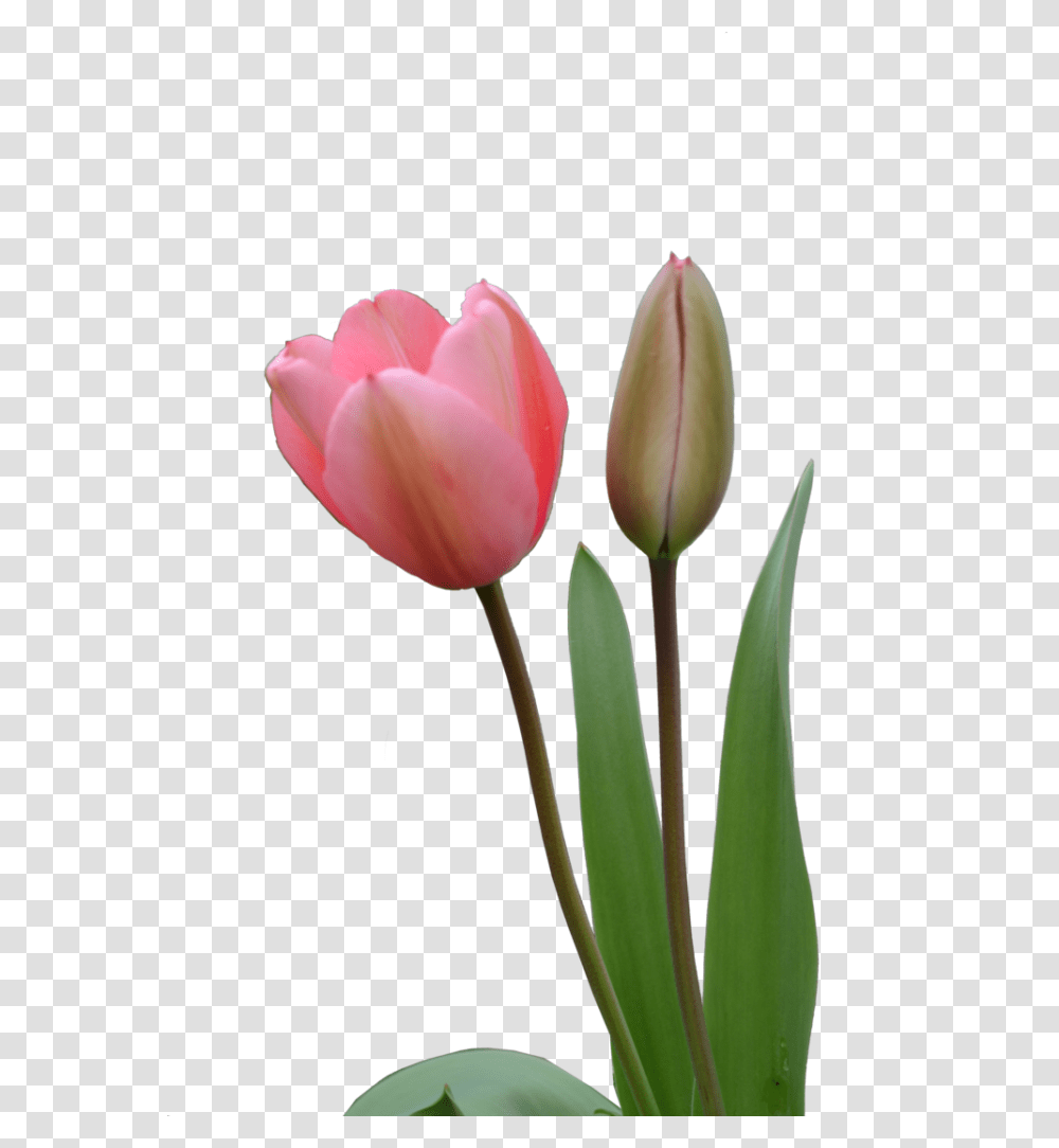 Tulip Bud, Plant, Flower, Blossom Transparent Png