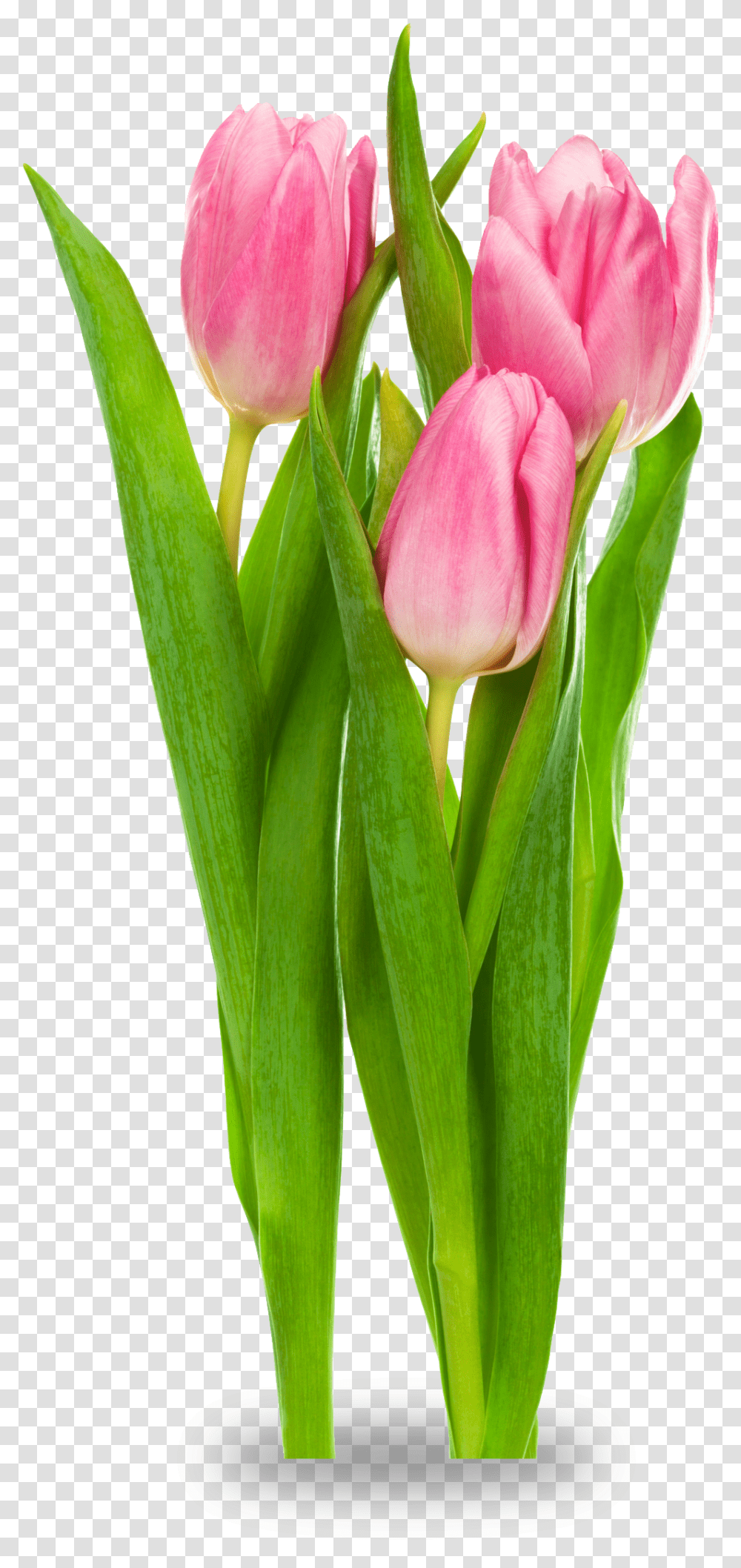 Tulip Bud Tulips, Plant, Flower, Blossom, Petal Transparent Png