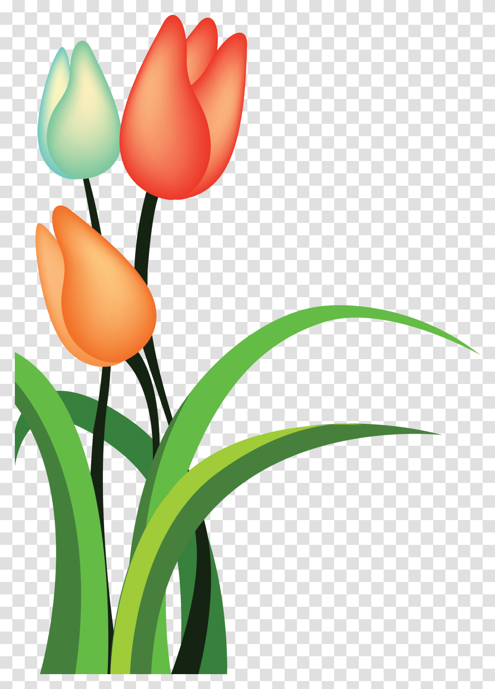 Tulip Cartoon Flower, Plant, Blossom, Petal Transparent Png