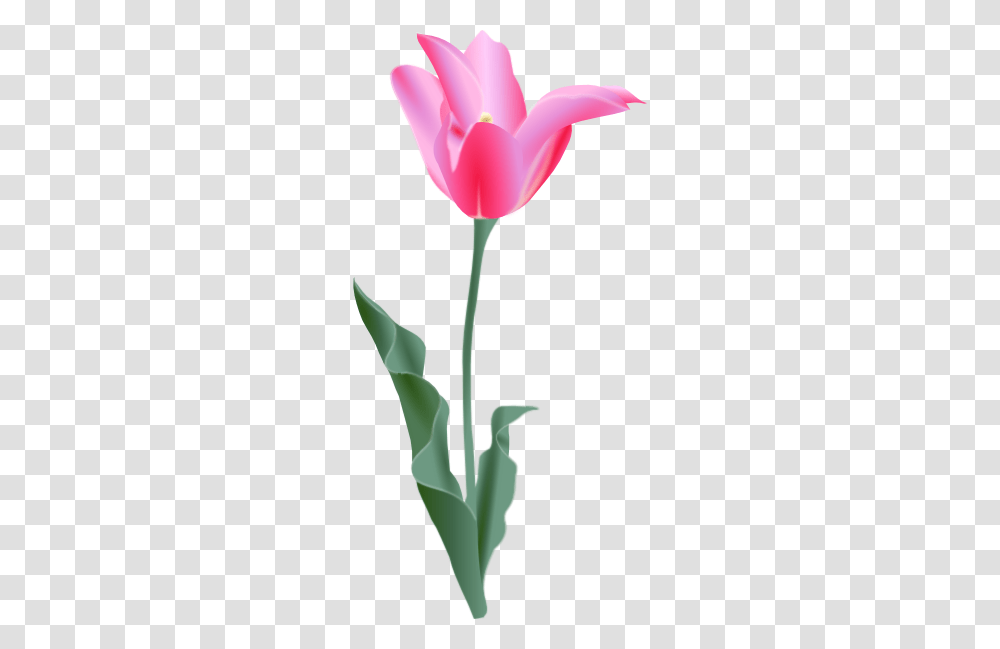 Tulip Clip Art For Web, Plant, Flower, Blossom, Carnation Transparent Png