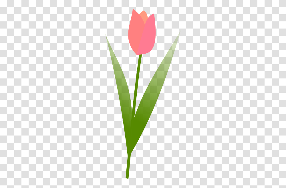 Tulip Clip Art For Web, Plant, Word, Leaf, Logo Transparent Png