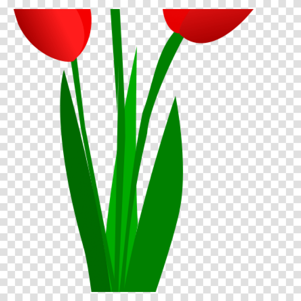 Tulip Clip Art Free Clipart Download, Plant, Flower, Blossom, Balloon Transparent Png