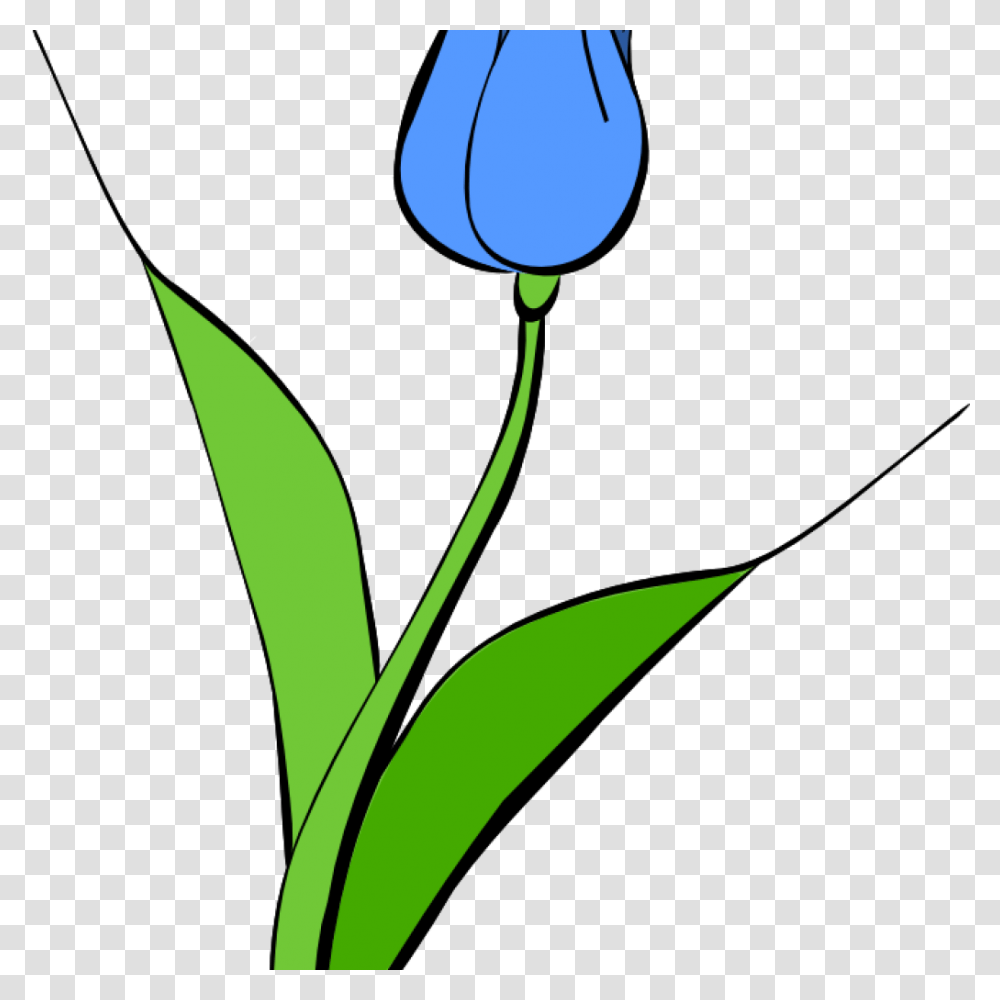 Tulip Clip Art Free Clipart Download, Plant, Flower, Blossom, Petal Transparent Png