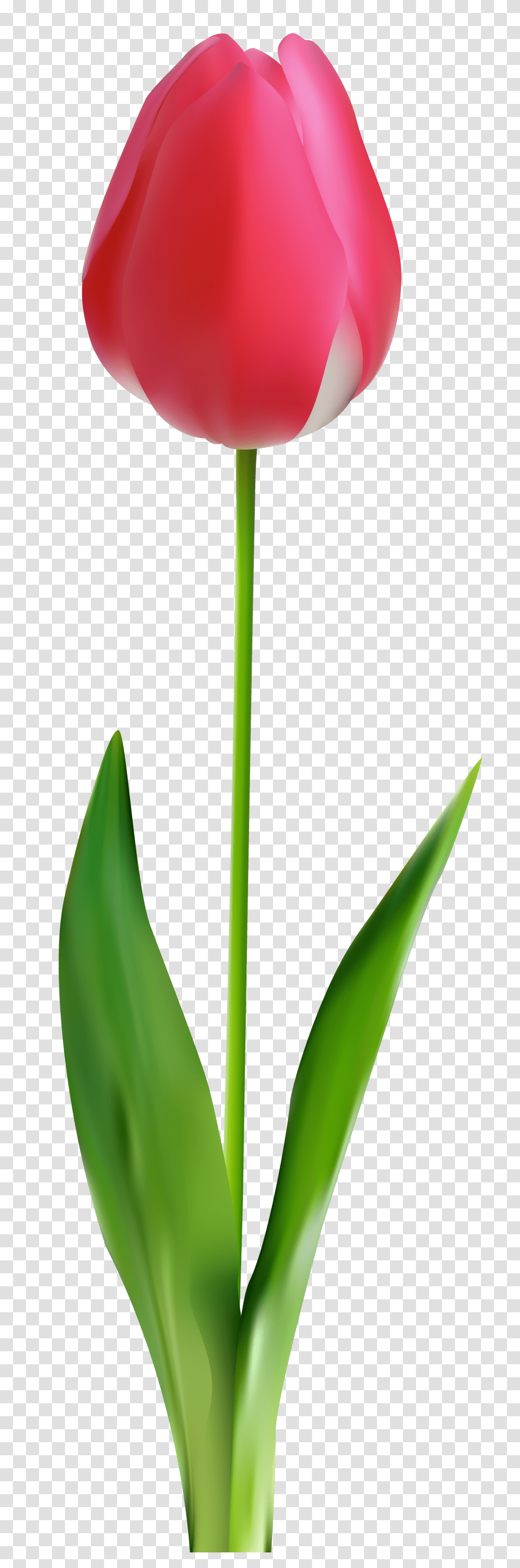 Tulip Clip Art, Plant, Bamboo Transparent Png