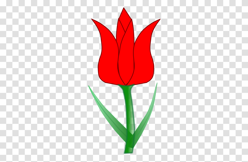 Tulip Clip Art, Plant, Flower, Blossom, Rose Transparent Png