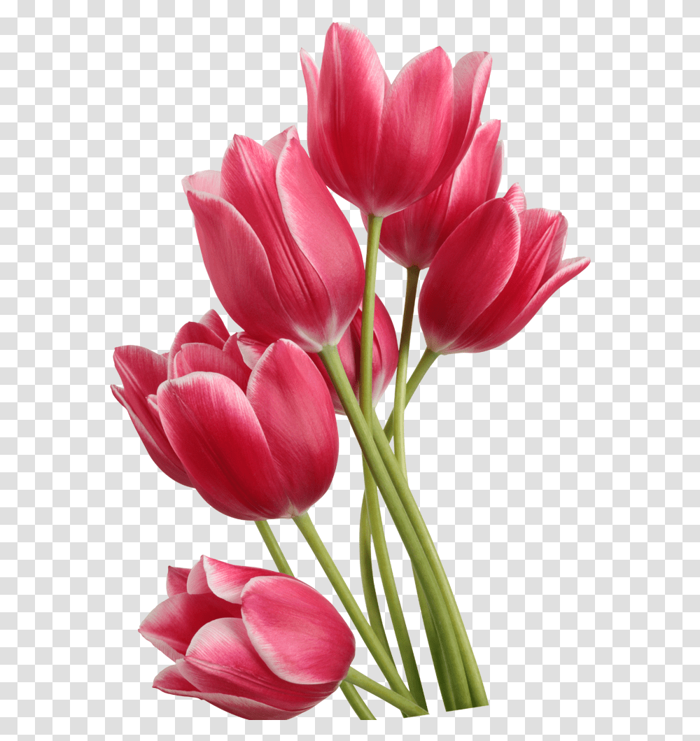 Tulip Clip Art Red Background Tulips, Plant, Flower, Blossom, Flower Arrangement Transparent Png