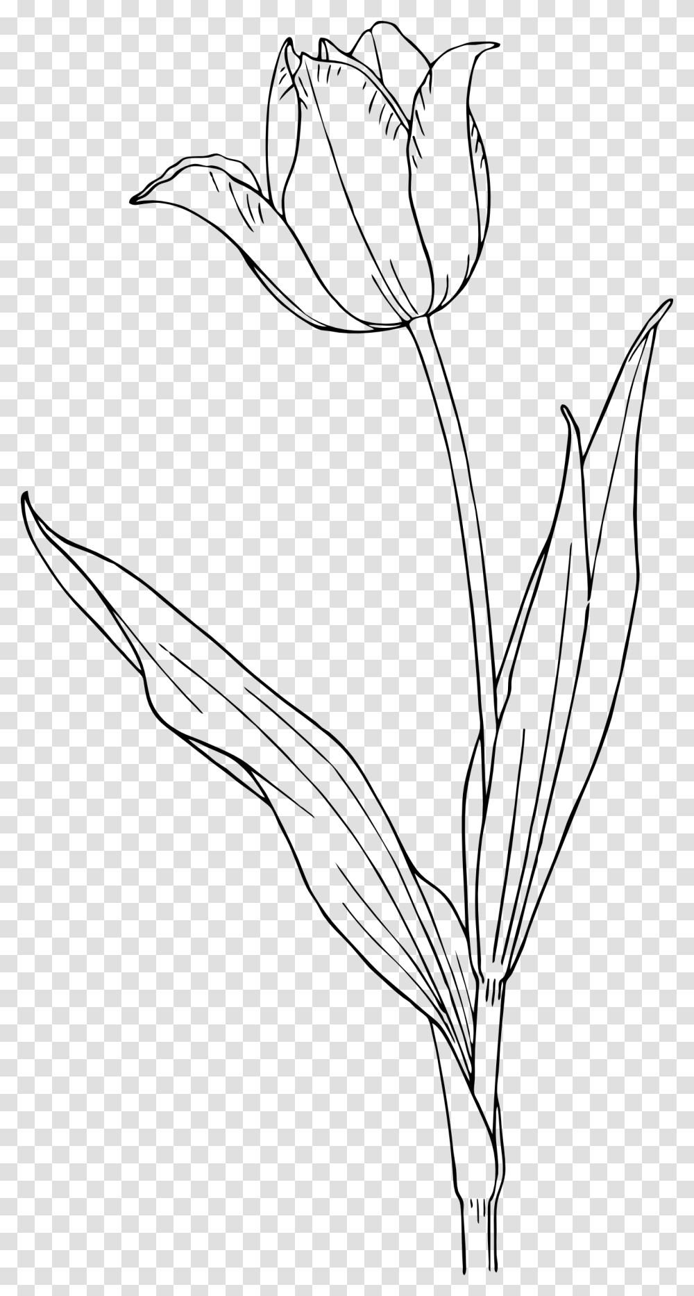 Tulip Clip Arts Tulip Flower Line Drawing, Plant, Blossom, Grass, Bird Transparent Png