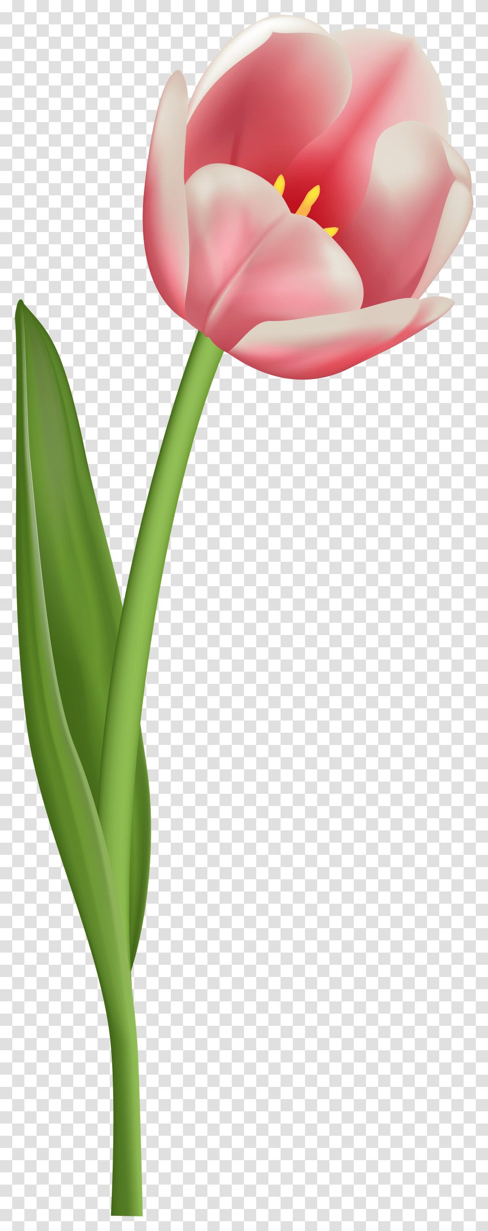 Tulip Clipart Background Single Flower, Plant, Blossom, Produce, Food Transparent Png
