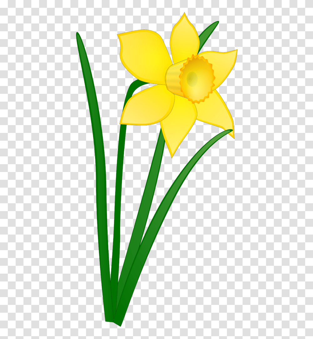Tulip Clipart Daffodil Flower Clip Art No Background, Plant, Blossom, Bird, Animal Transparent Png