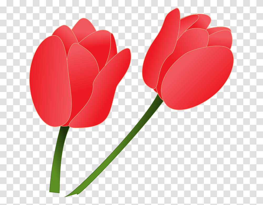 Tulip Clipart Nature, Plant, Flower, Blossom, Petal Transparent Png