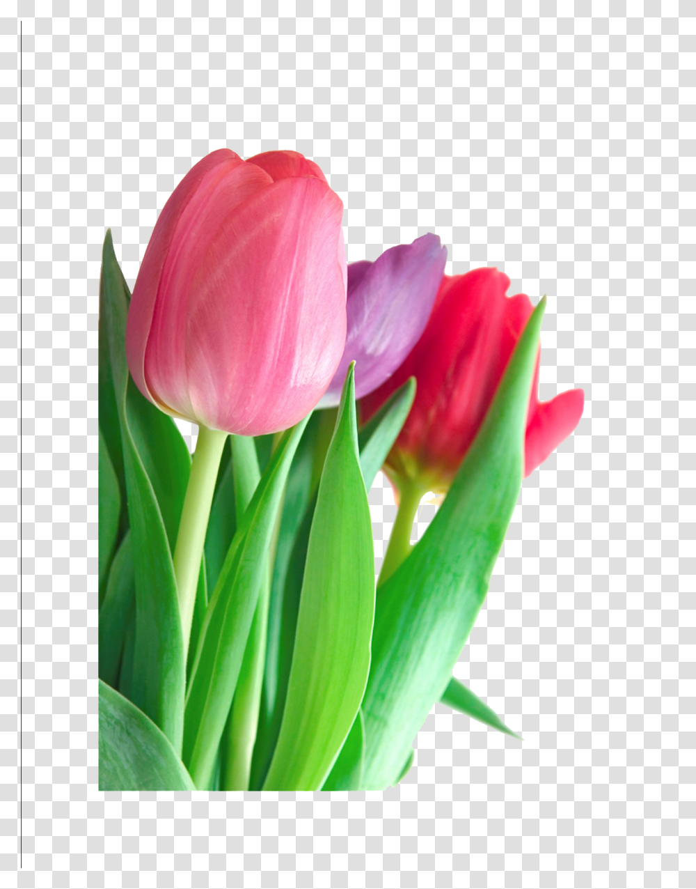Tulip Clipart, Plant, Flower, Blossom, Petal Transparent Png