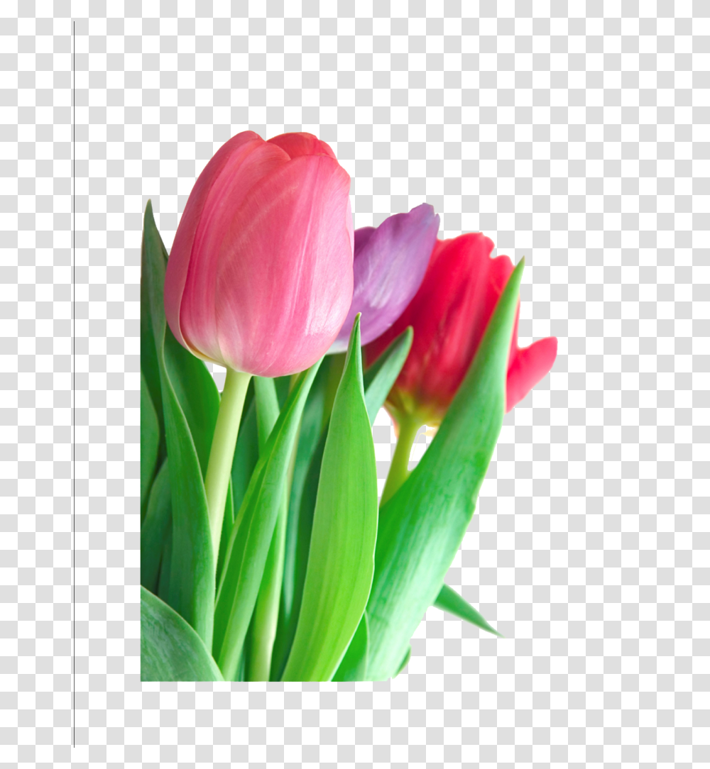 Tulip Clipart, Plant, Flower, Blossom, Petal Transparent Png