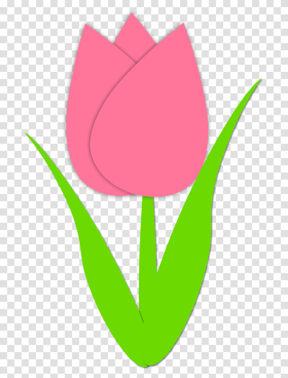 Tulip Clipart, Plant, Flower, Petal, Rose Transparent Png
