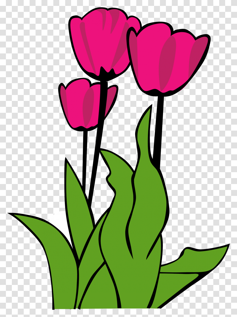 Tulip Clipart, Plant, Petal, Flower, Blossom Transparent Png