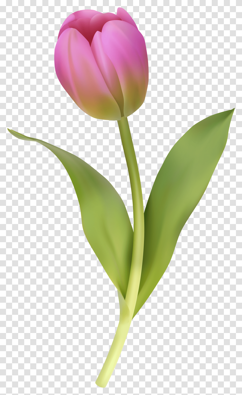 Tulip Clipart Transparent Png