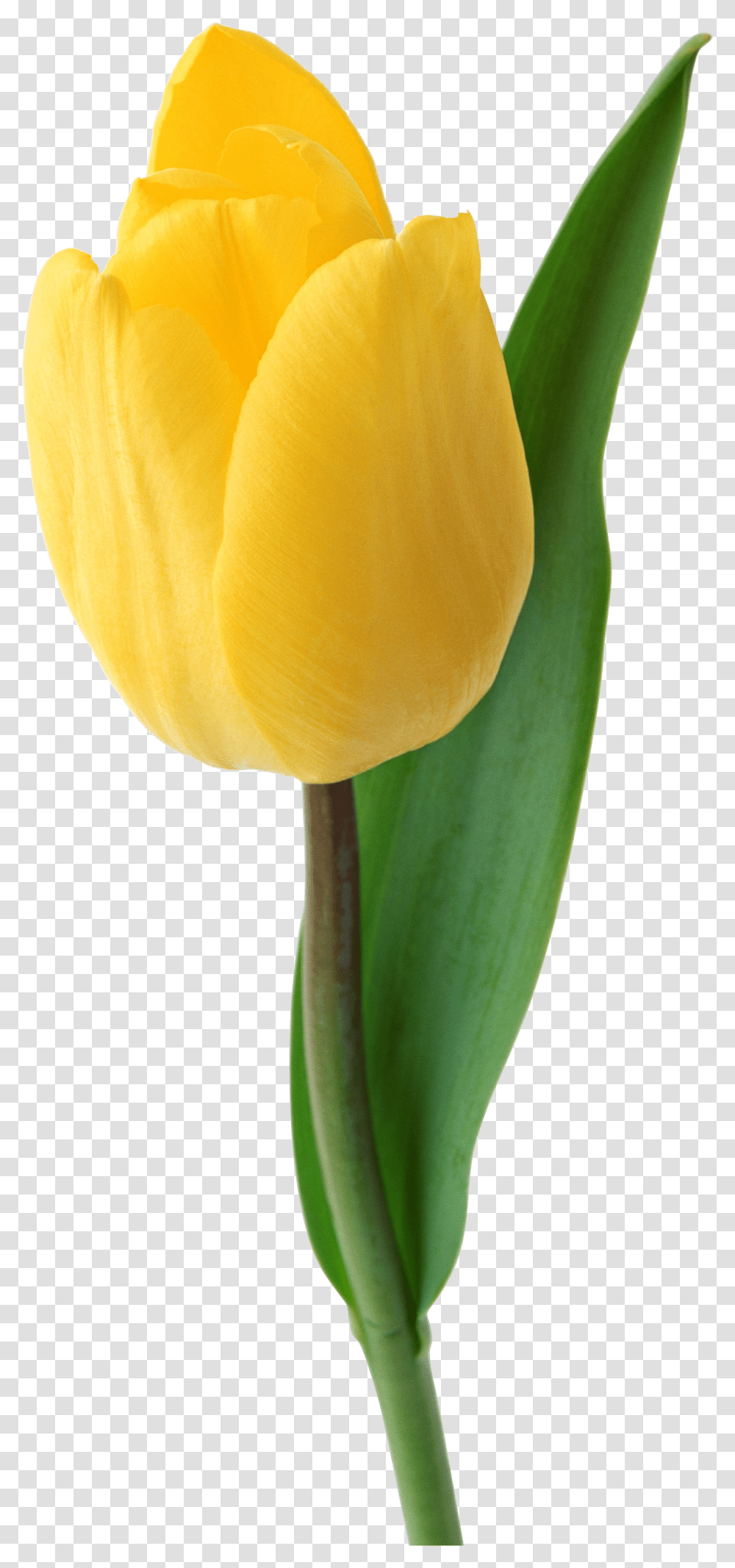 Tulip Clipart Yellow Tulip, Plant, Petal, Flower, Blossom Transparent Png