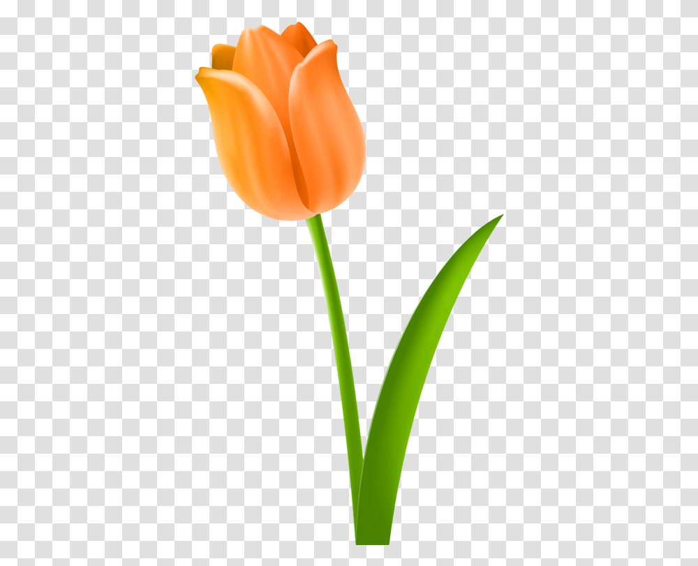 Tulip Cut Flowers Plant Stem Drawing Cc0 Orange Tulip, Blossom Transparent Png