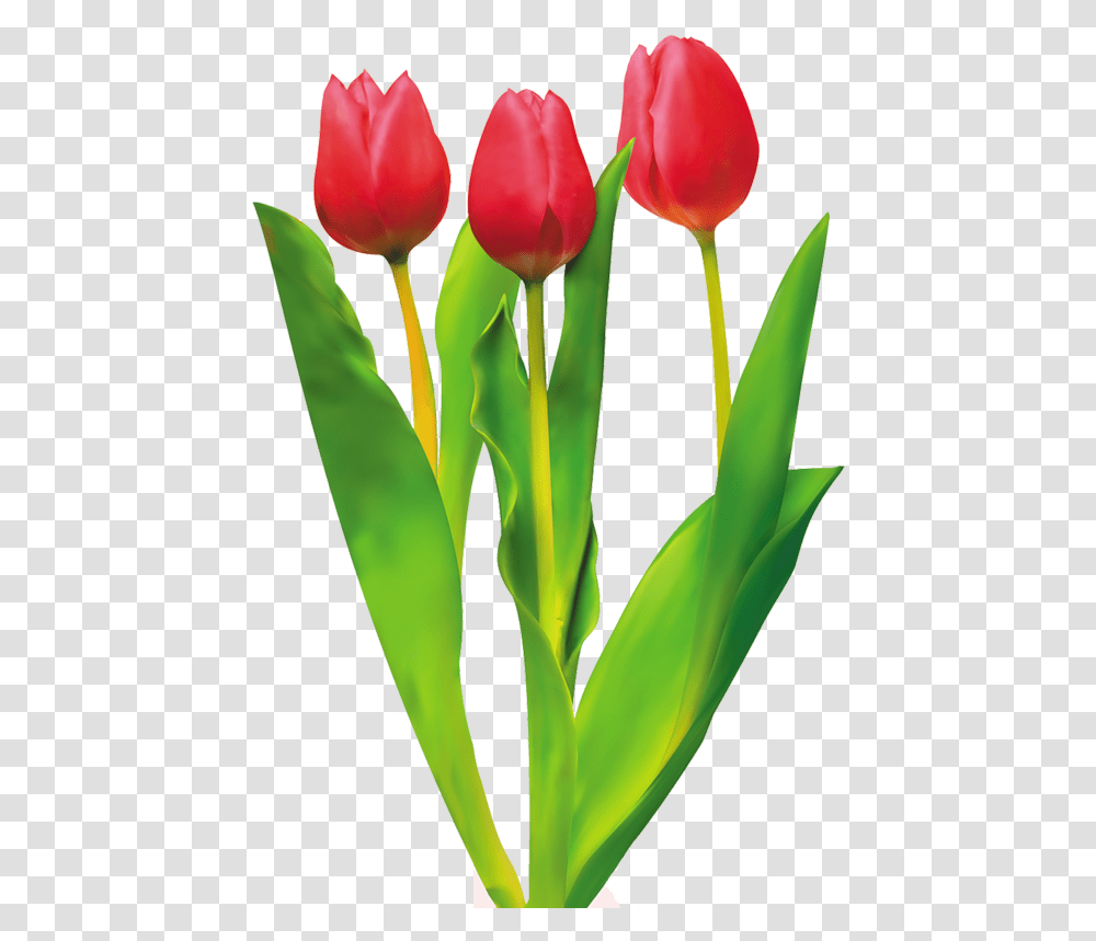Tulip Cut Flowers Red Red Tulips Download 552800 Red Tulips Clipart, Plant, Blossom Transparent Png