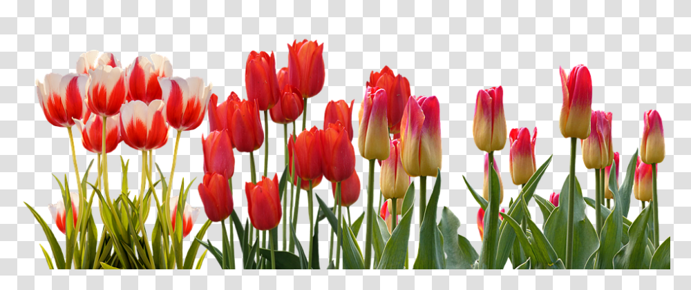 Tulip Download Image Row Of Flowers, Plant, Blossom Transparent Png