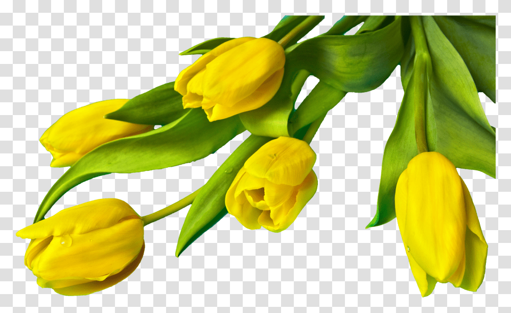 Tulip Easter Picture 1531357 Yellow Tulip Flower Transparent Png