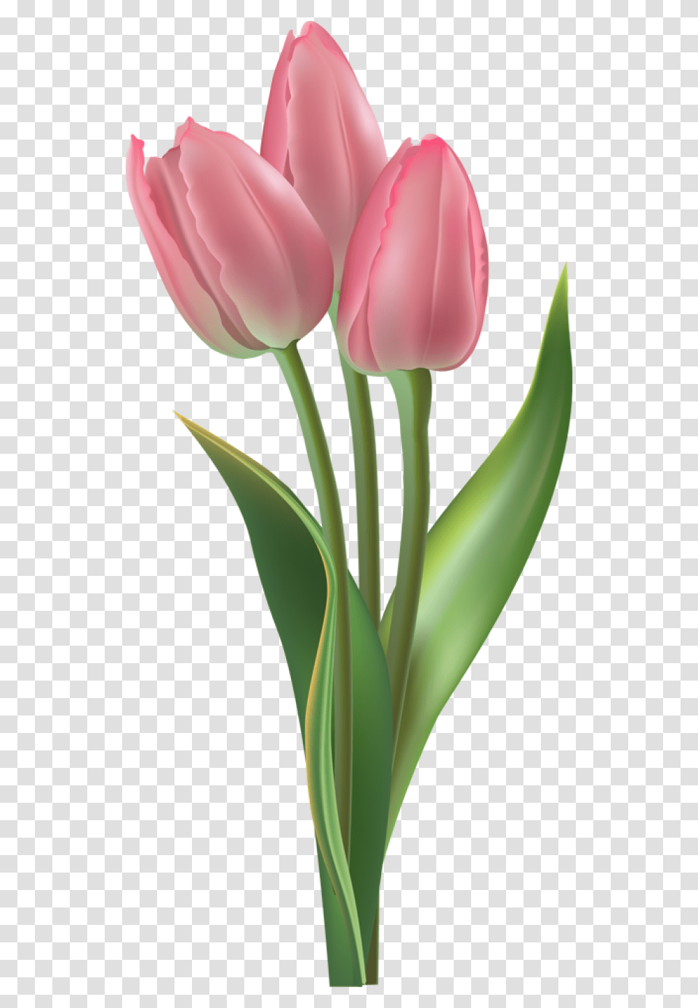 Tulip Easter, Plant, Flower, Blossom, Word Transparent Png