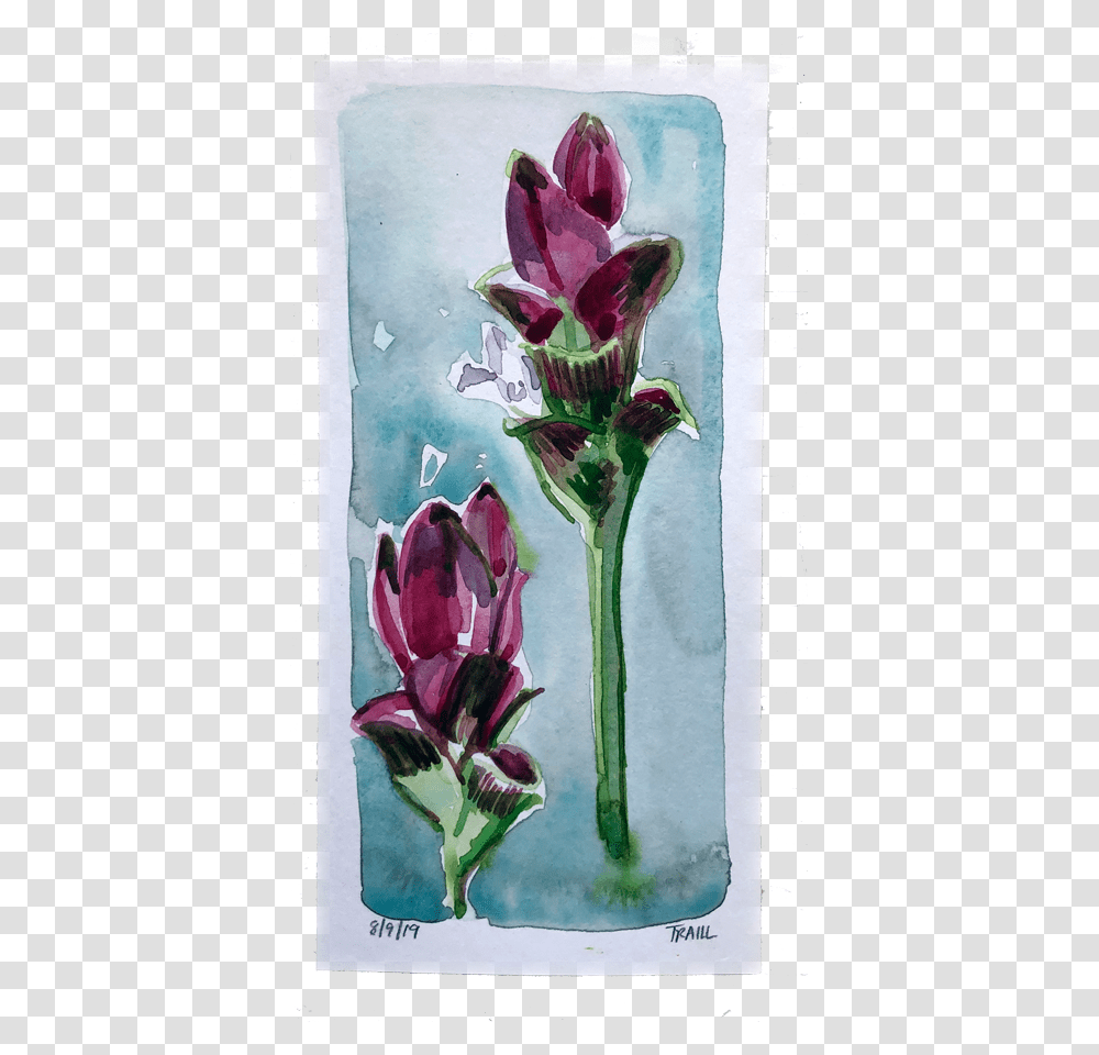 Tulip, Envelope, Canvas, Plant, Mail Transparent Png