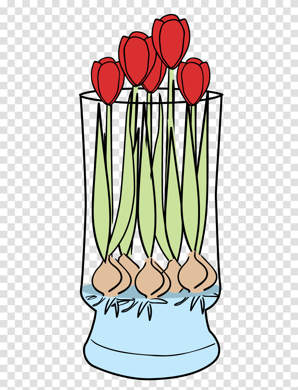Tulip Faq Bloomaker, Plant, Vegetable, Food, Produce Transparent Png