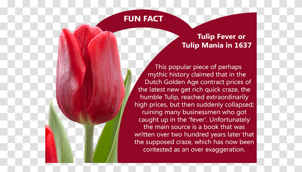 Tulip Feaver Fun Fact Marsh Amp Parsons, Plant, Flower, Blossom, Bird Transparent Png